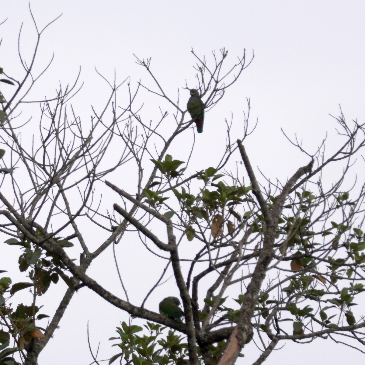 Loro Choclero - ML645079441