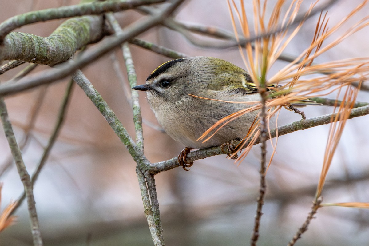 Golden-crowned Kinglet - ML645079443