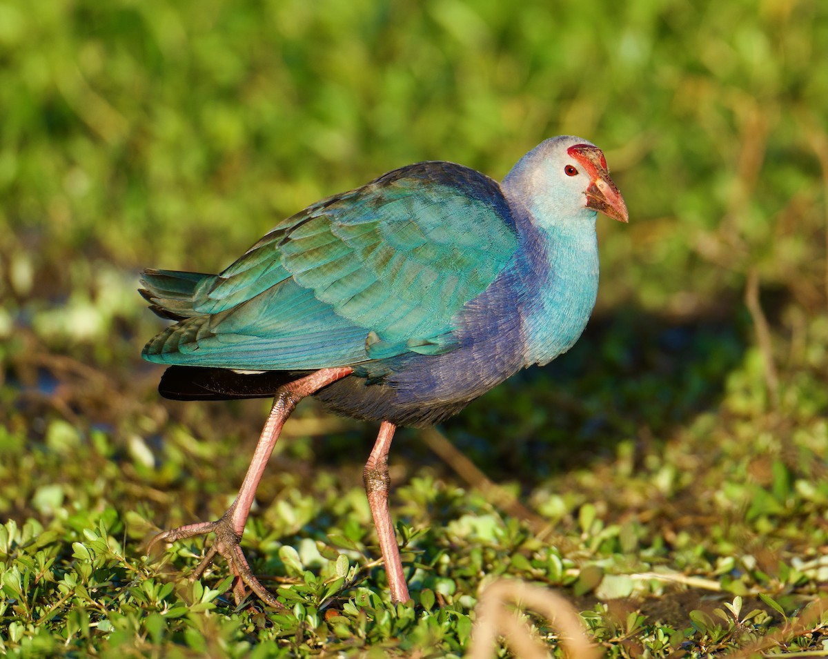 Gray-headed Swamphen - ML645079444