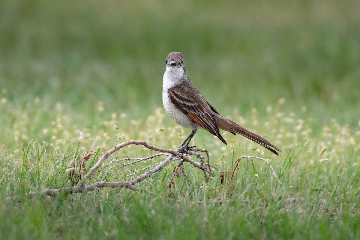 Ash-throated Flycatcher - ML645079448