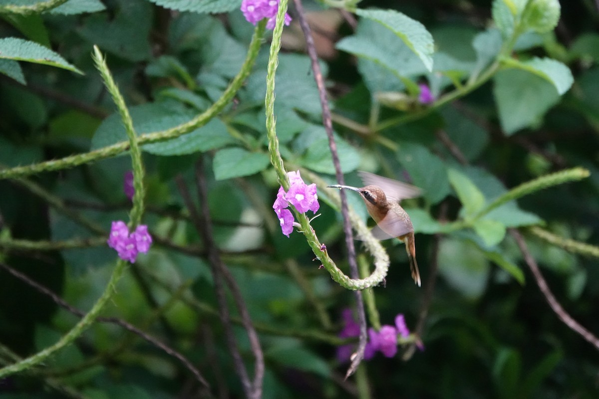 Stripe-throated Hermit - ML645079450