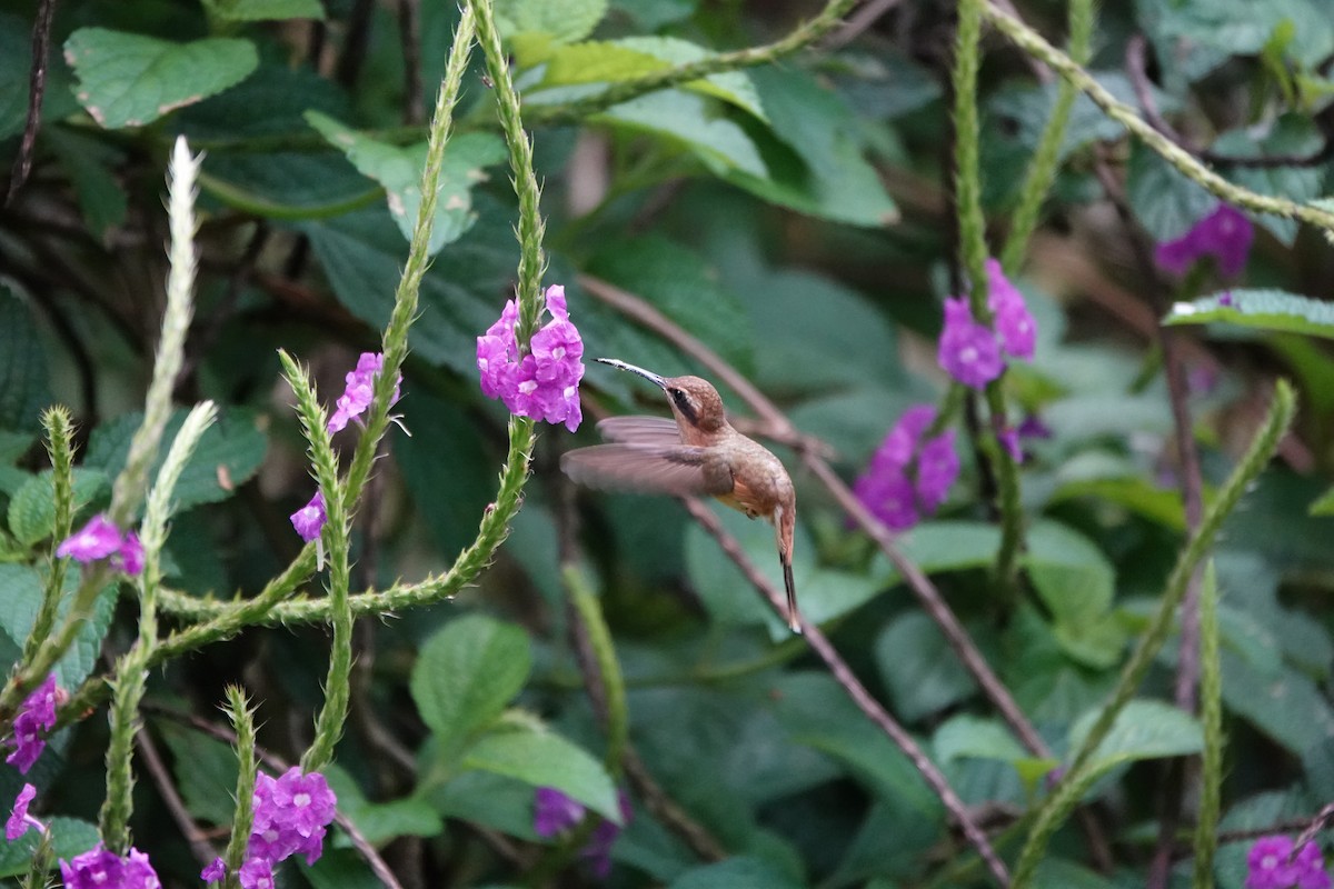 Stripe-throated Hermit - ML645079451