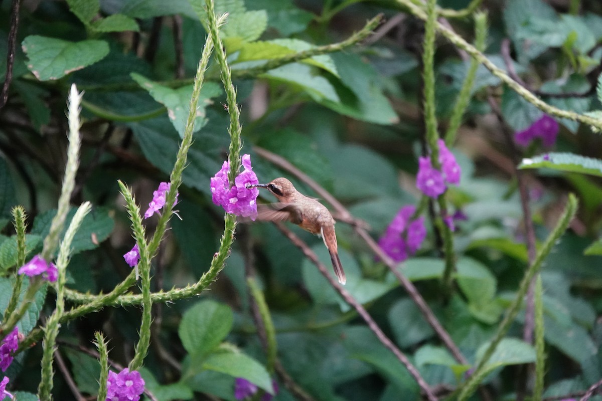 Stripe-throated Hermit - ML645079452