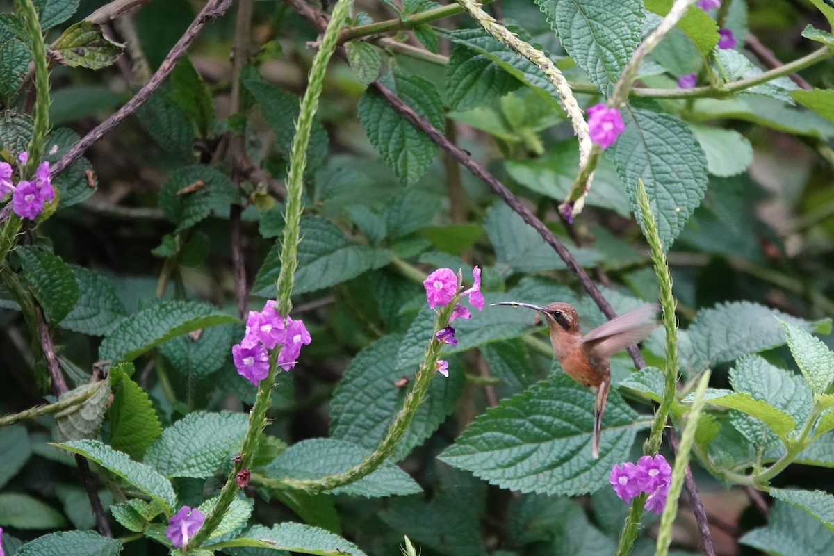 Stripe-throated Hermit - ML645079453