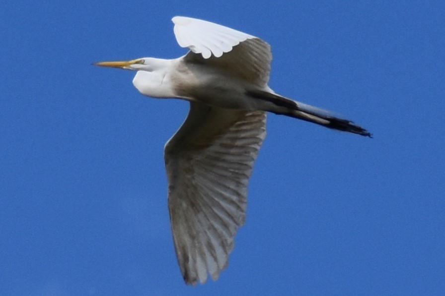 Great Egret - ML645079465