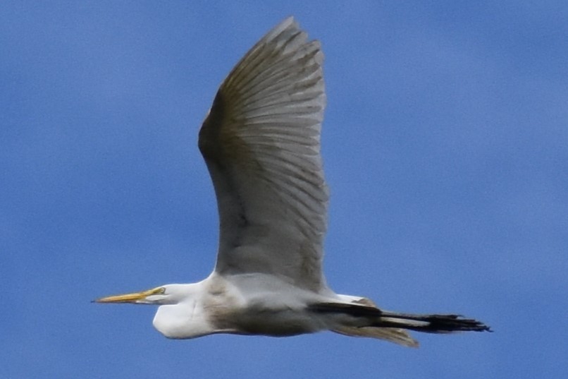 Great Egret - ML645079466