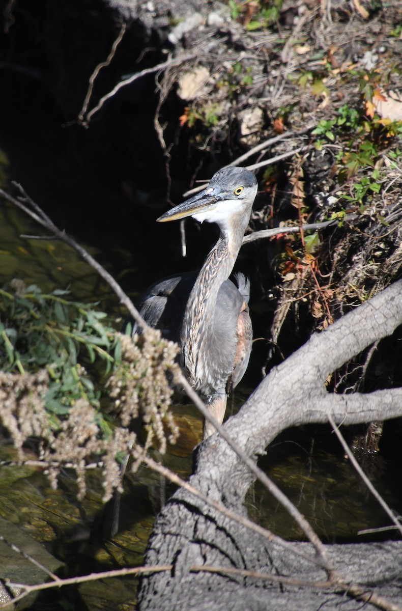 Great Blue Heron - ML645079473