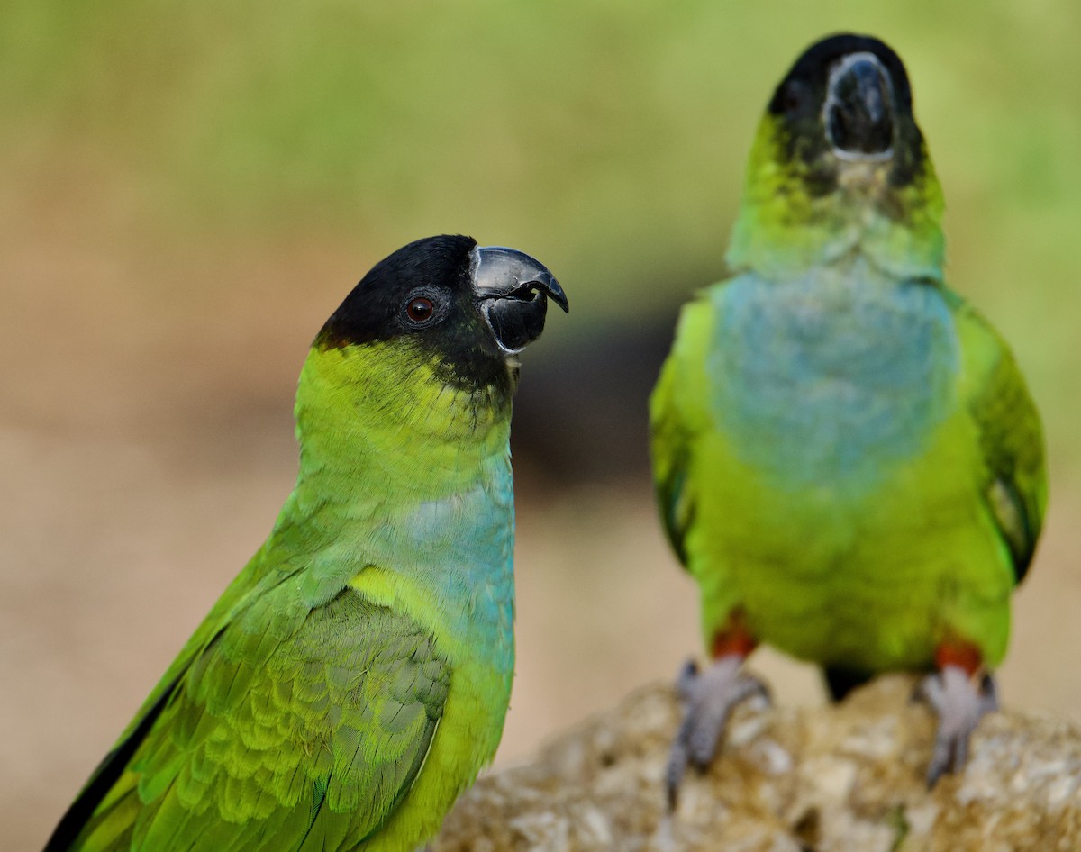 Nanday Parakeet - ML645079475