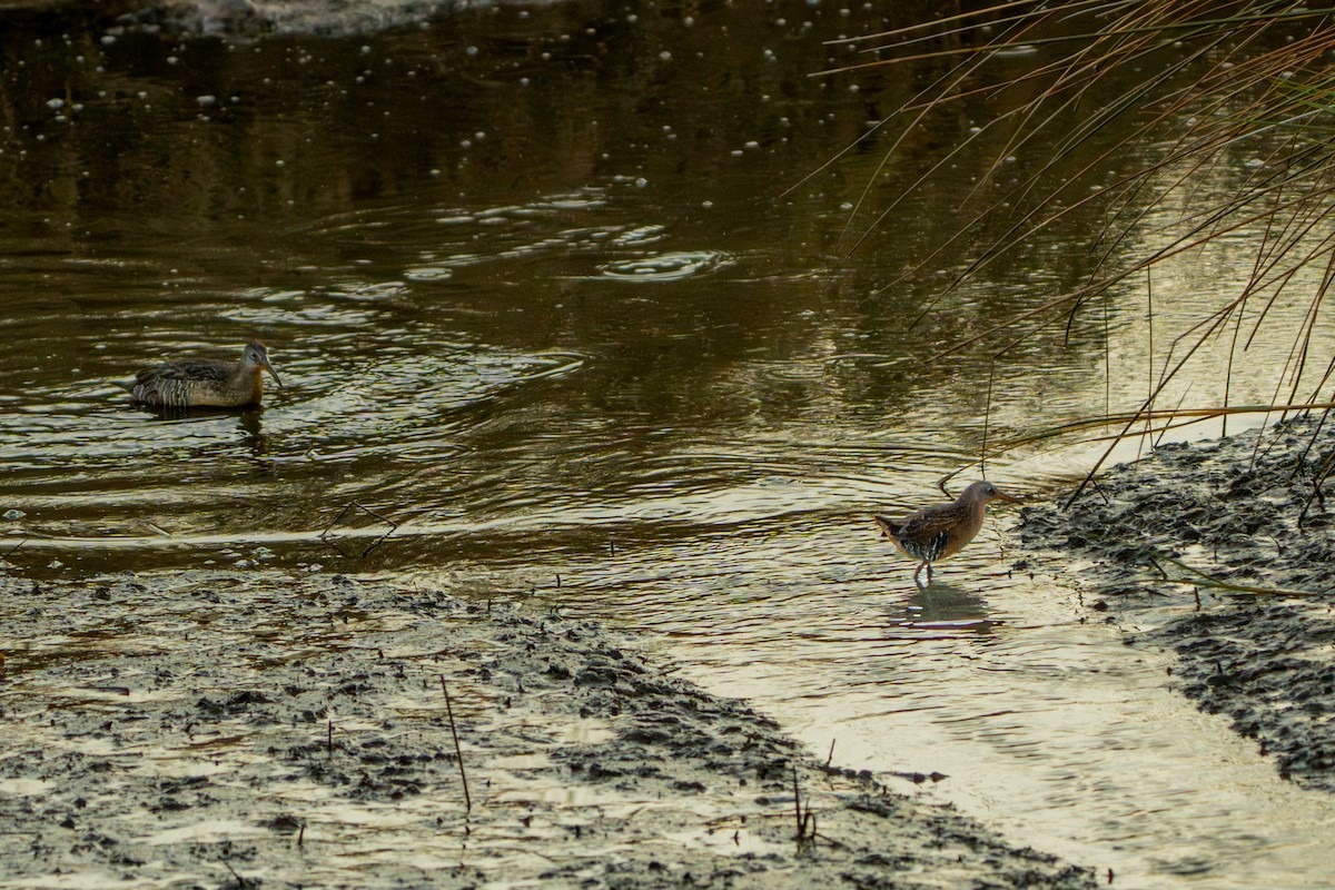Пастушок віргінський - ML645079477