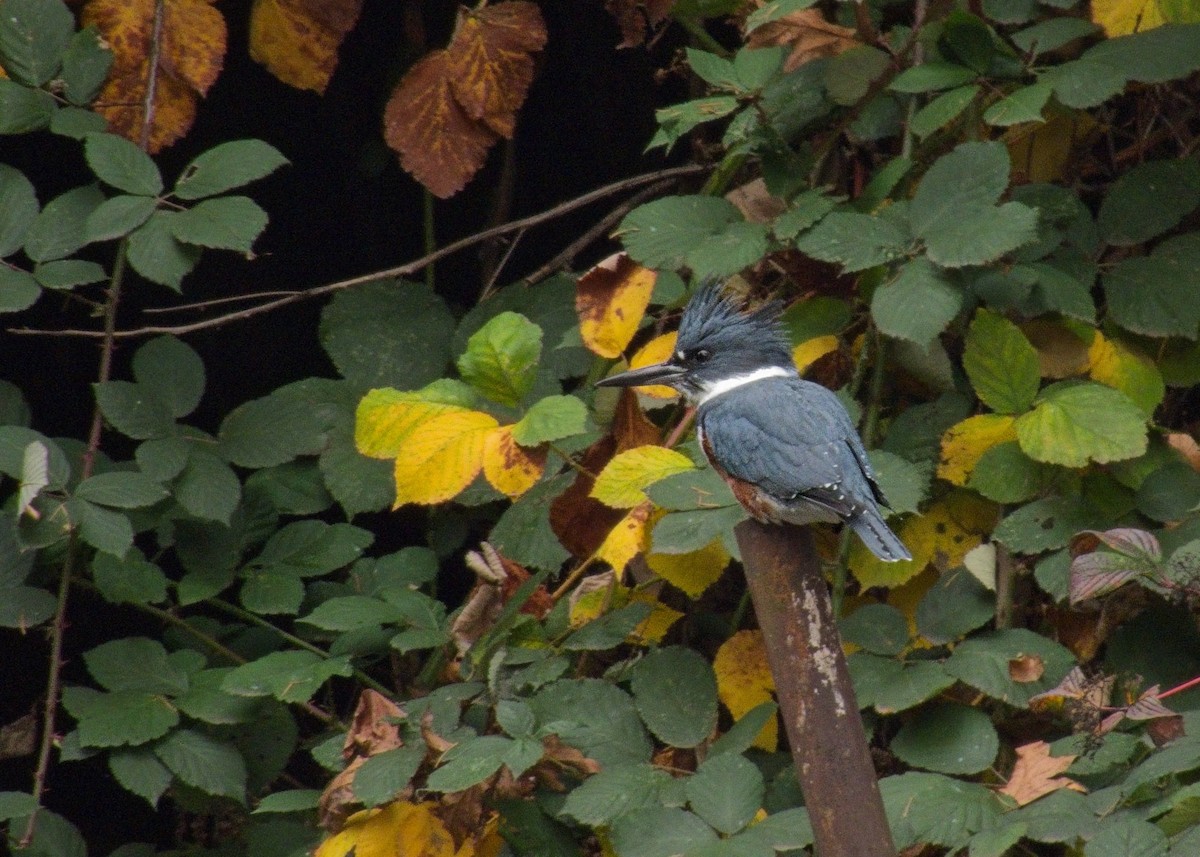 שלדג אמריקני - ML645079482