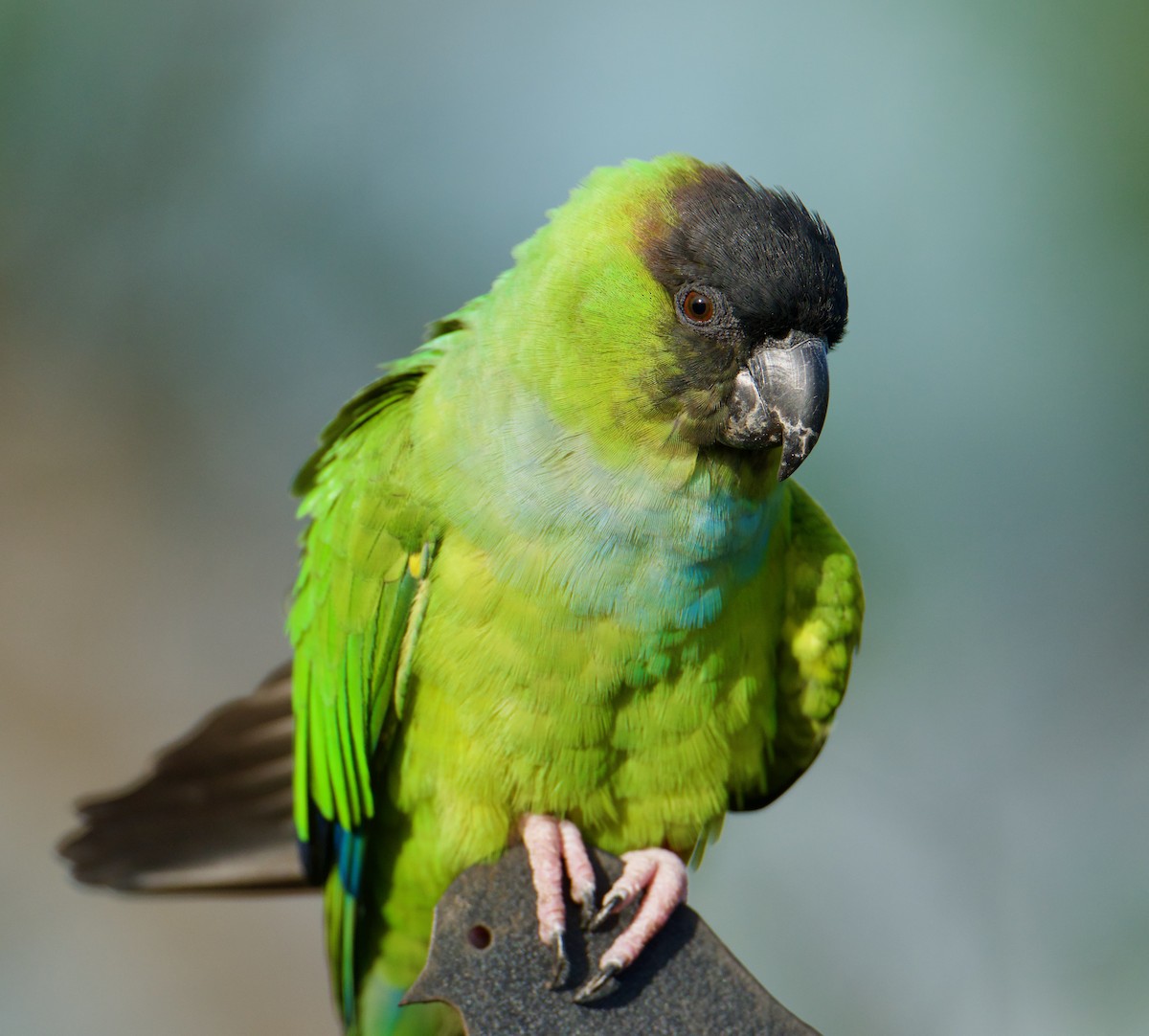 Nanday Parakeet - ML645079484