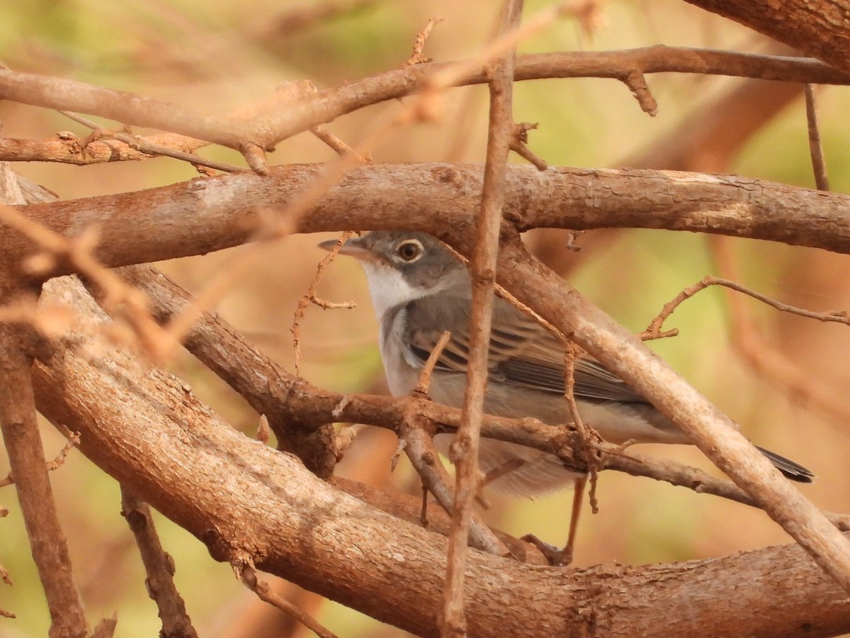 Greater Whitethroat - ML645079488
