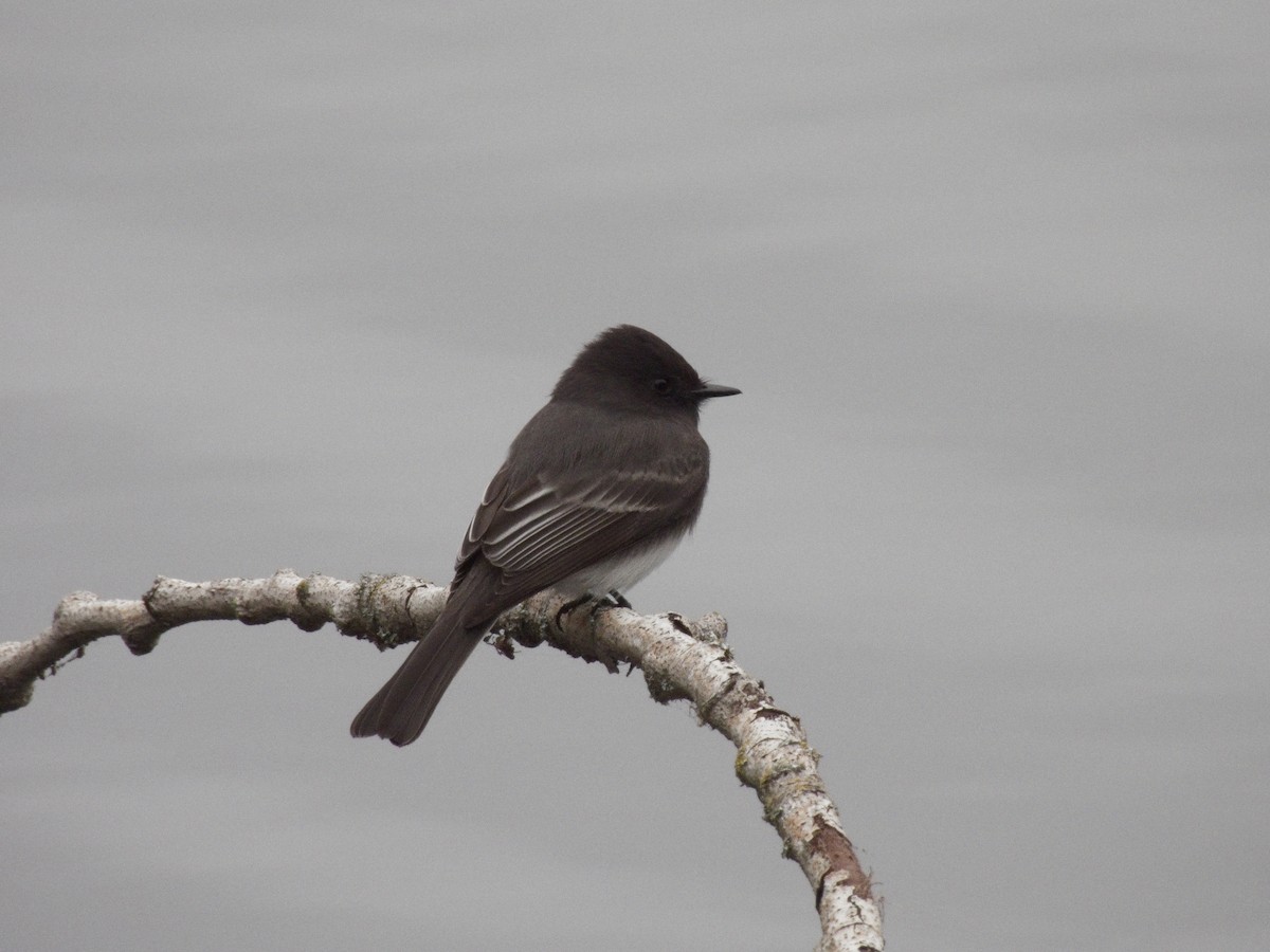 Black Phoebe - ML645079490