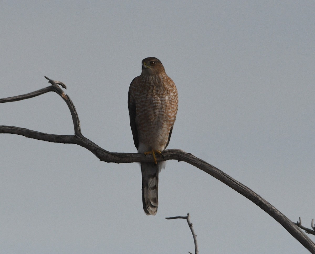Cooper's Hawk - ML645079492