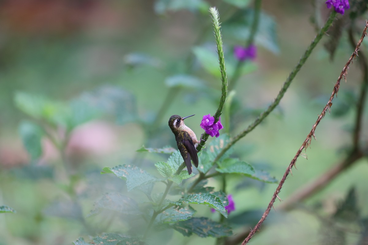 ミミグロハチドリ - ML645079498