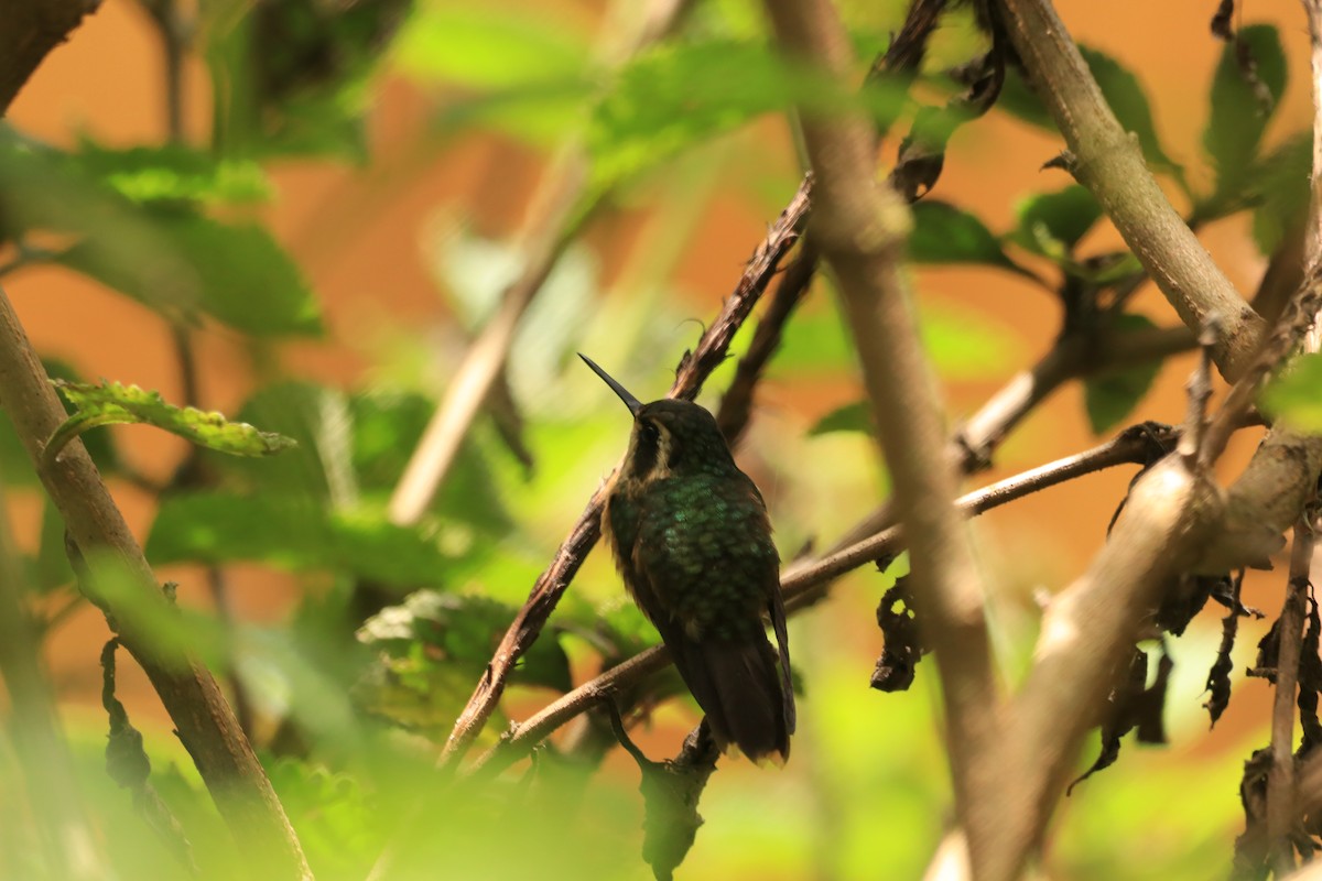 ミミグロハチドリ - ML645079499