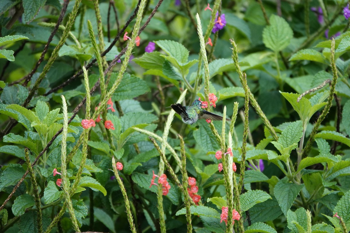Violet-headed Hummingbird - ML645079503