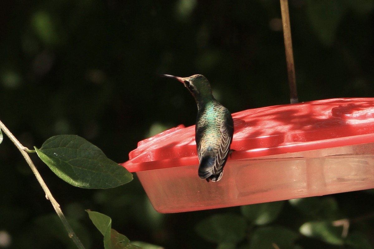 Broad-billed Hummingbird - ML645079511