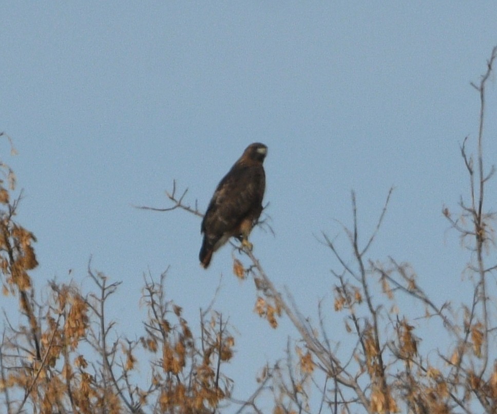 Red-tailed Hawk - ML645079539