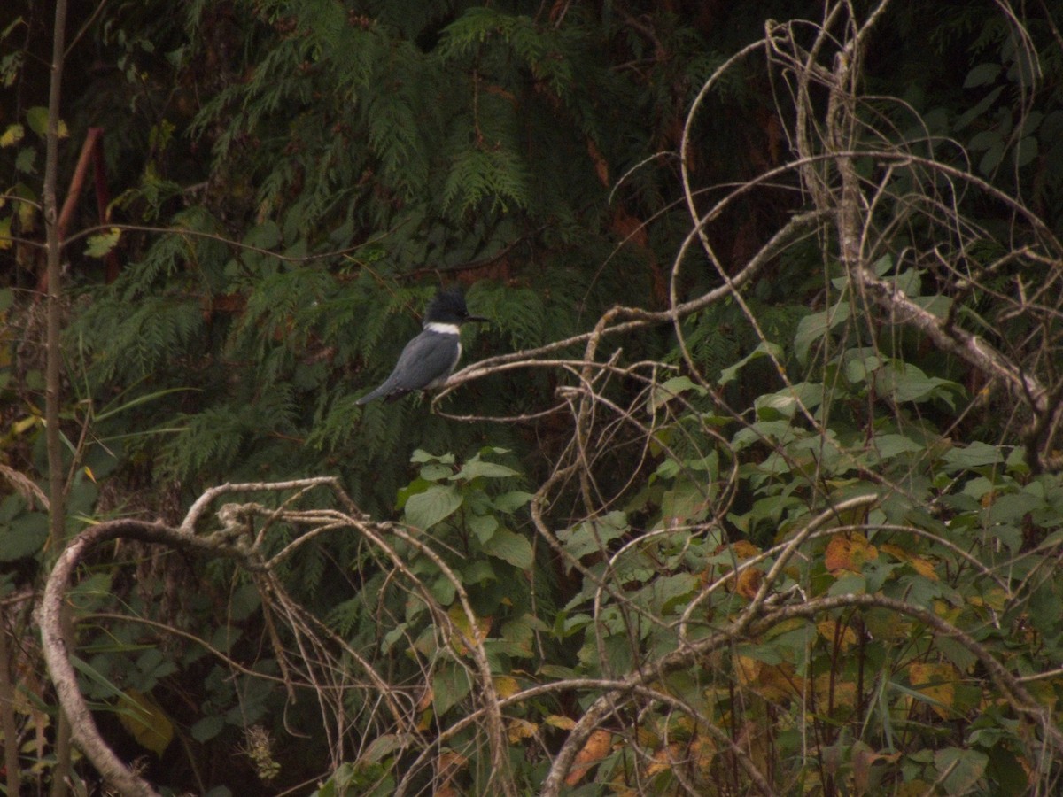 שלדג אמריקני - ML645079540