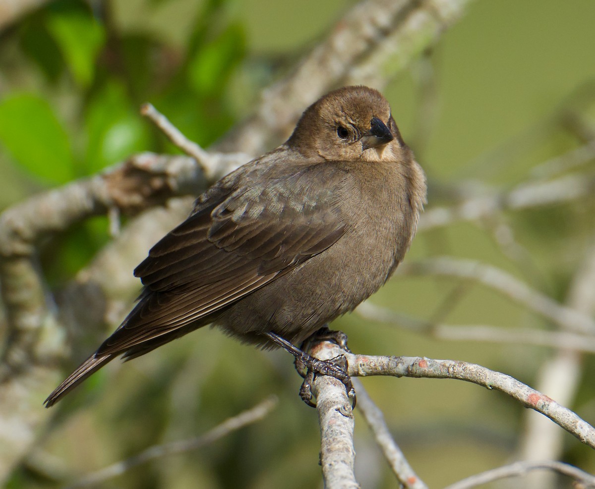 brunhodetrupial - ML645079562