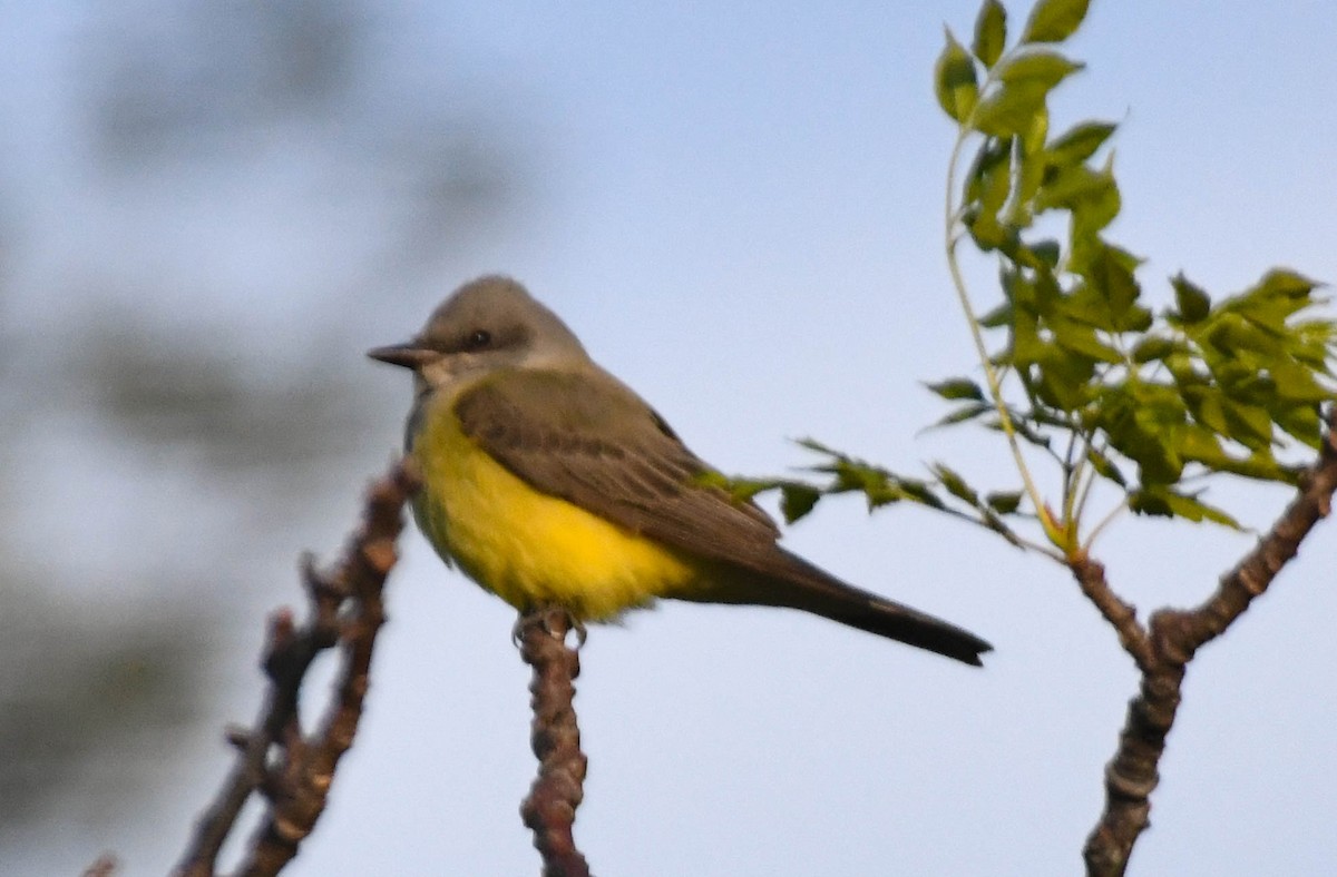 Western Kingbird - ML645079566