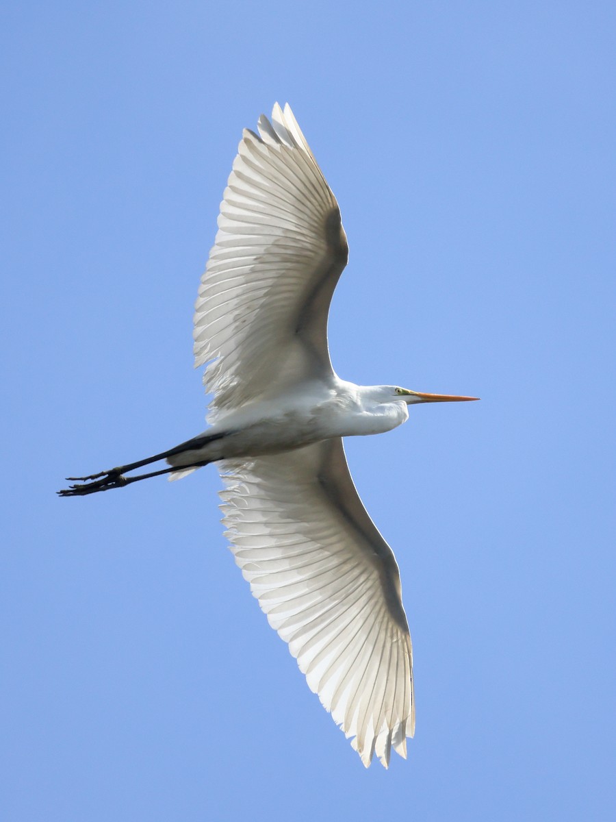 Great Egret - ML645079567