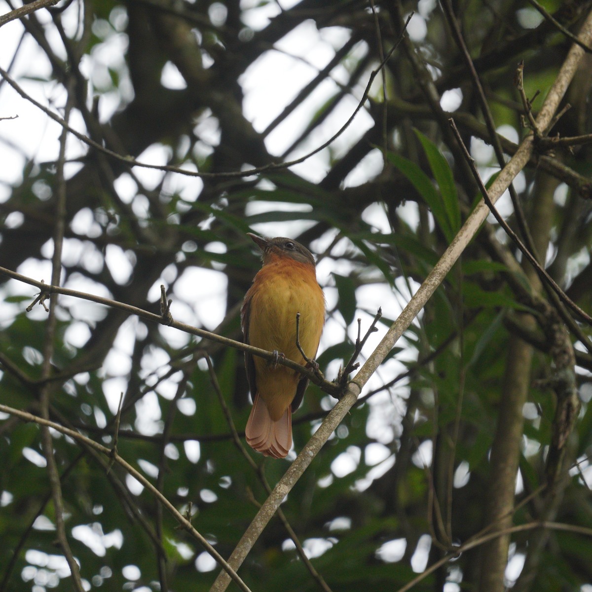 Rufous-tailed Attila - ML645079570