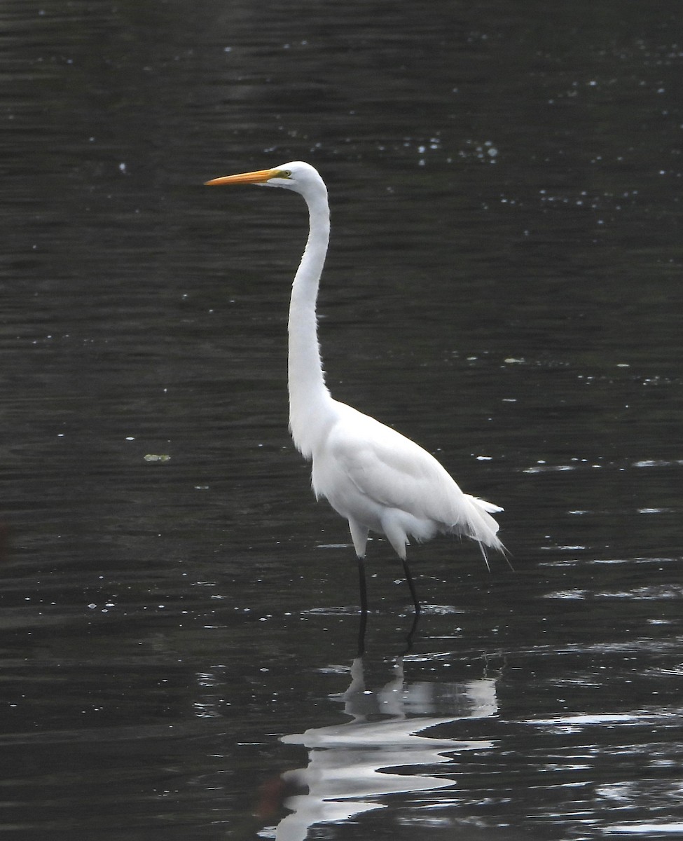 Great Egret - ML645079573