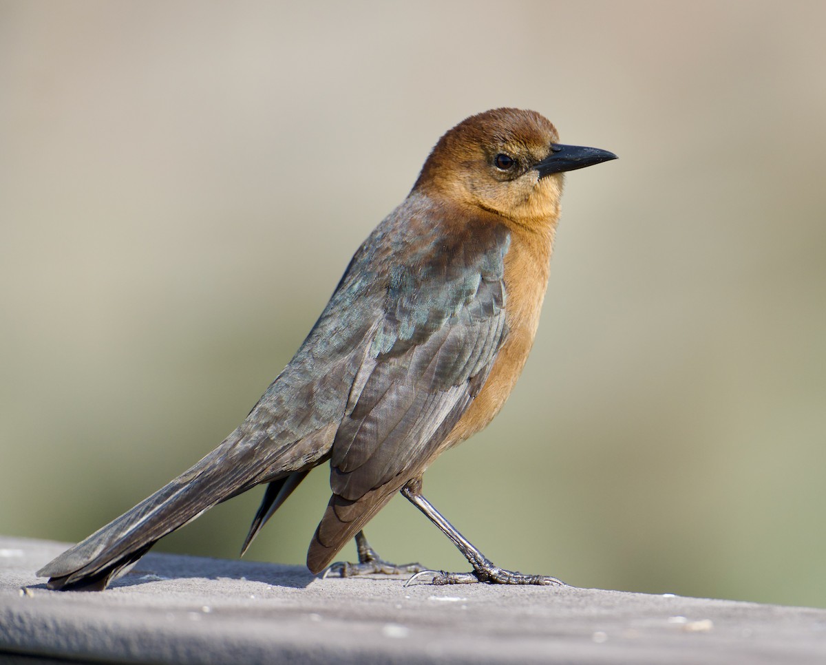 Boat-tailed Grackle - ML645079576