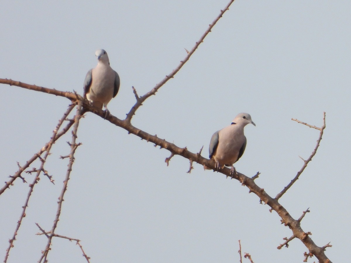 Ring-necked Dove - ML645079578