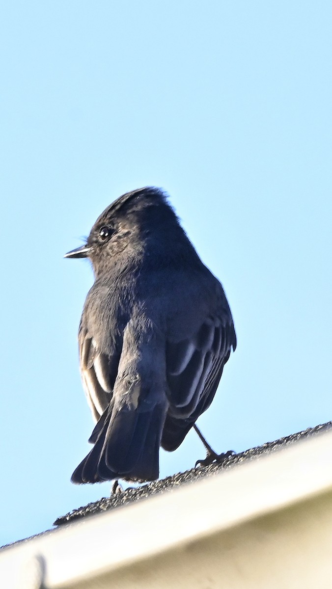 Black Phoebe - ML645079587