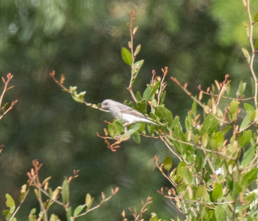 White-rumped Seedeater - ML645079594