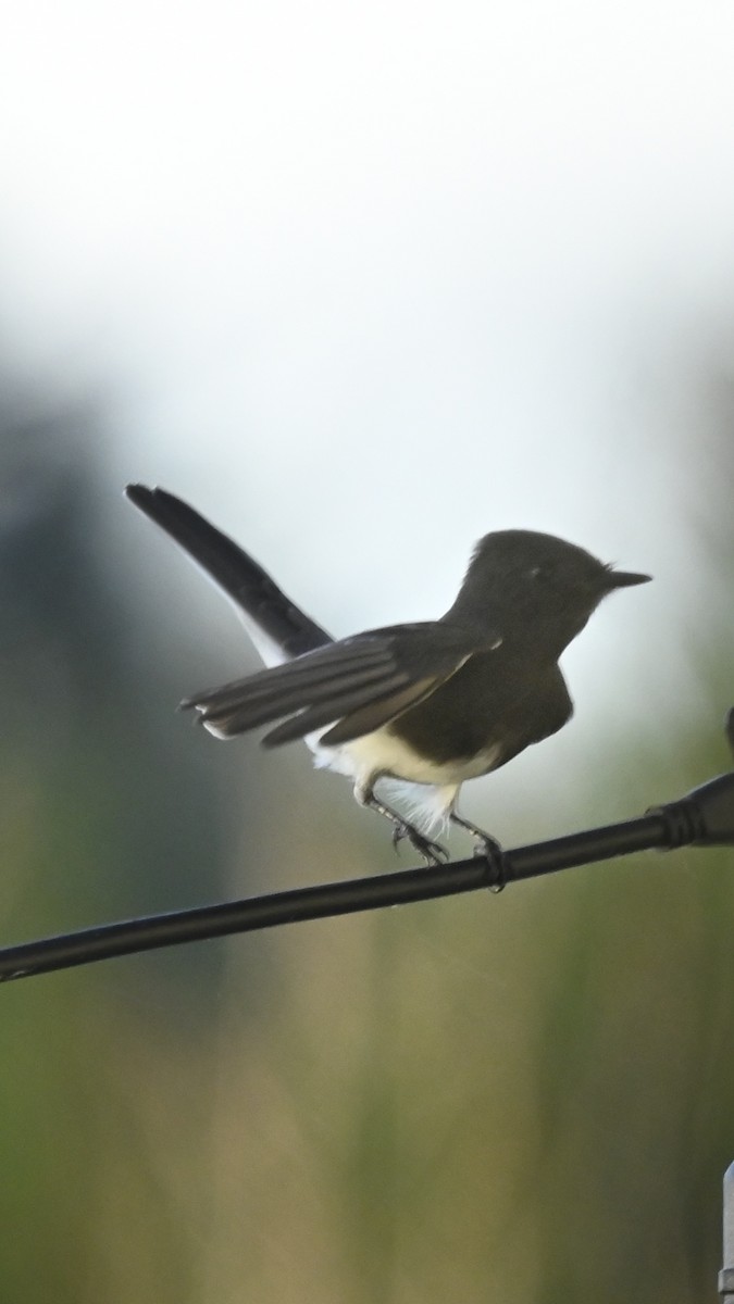 Black Phoebe - ML645079601