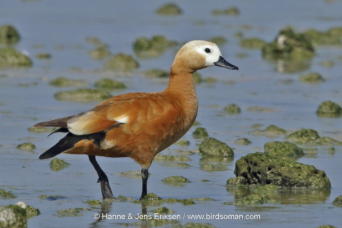 Ruddy Shelduck - ML64507961