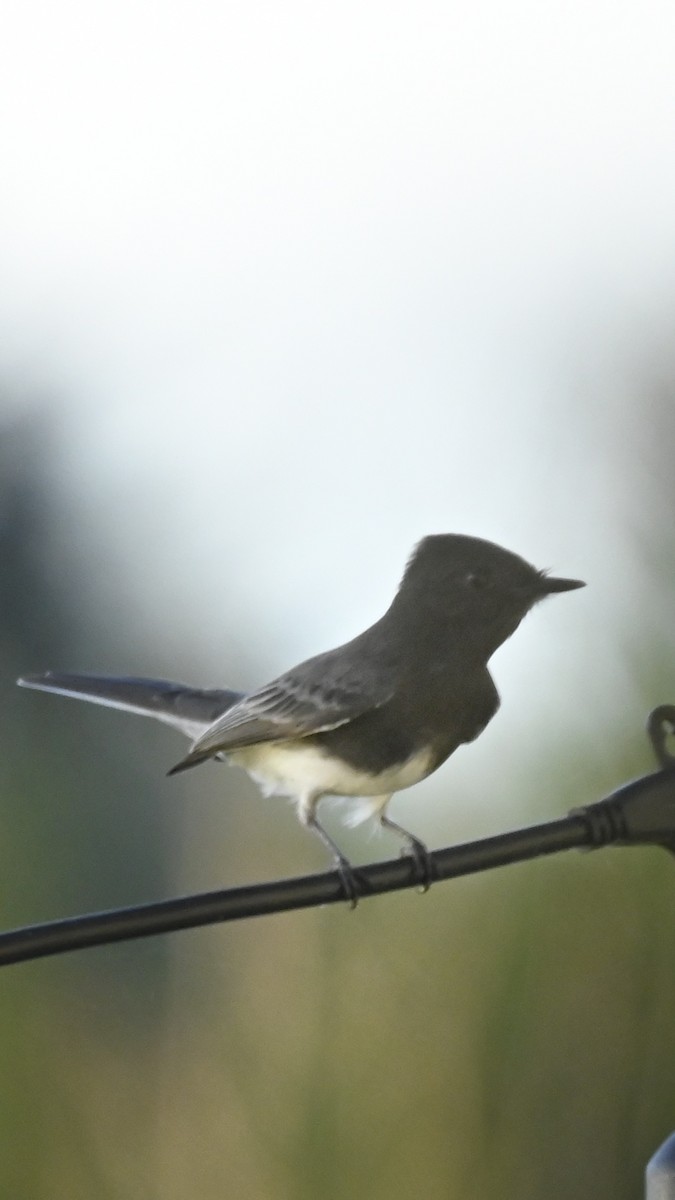 Black Phoebe - ML645079613