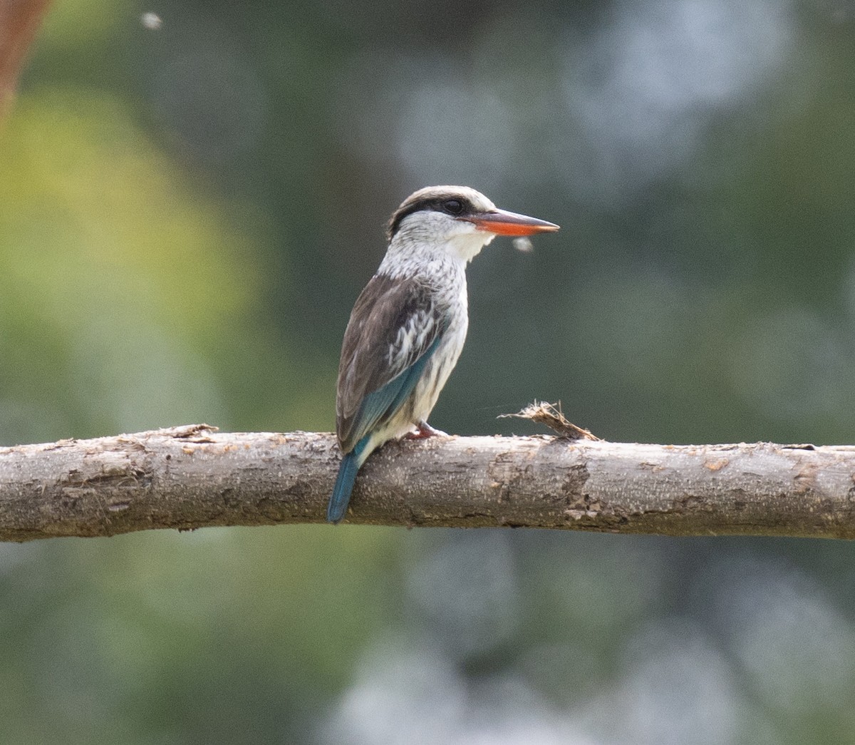 Striped Kingfisher - ML645079620