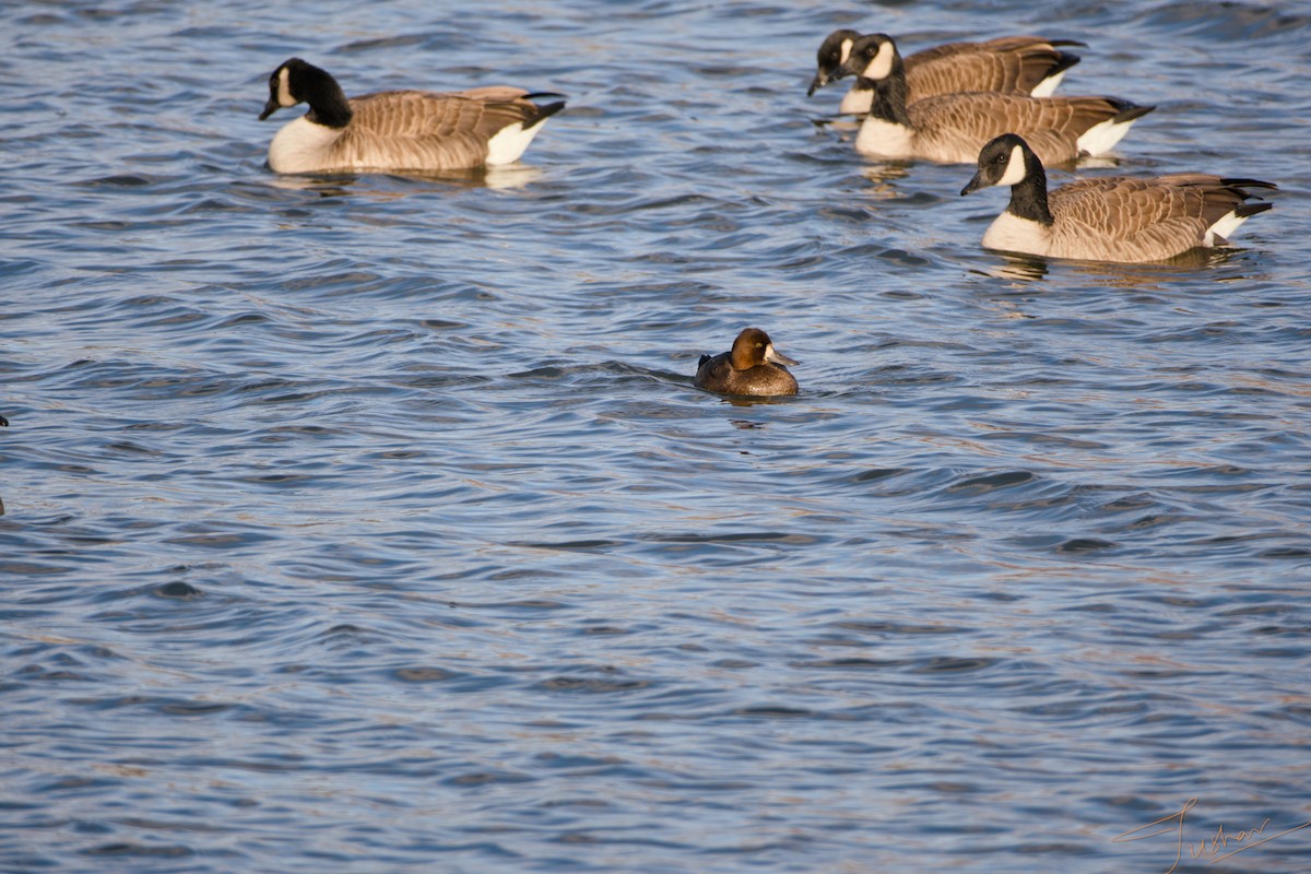 コスズガモ - ML645079630