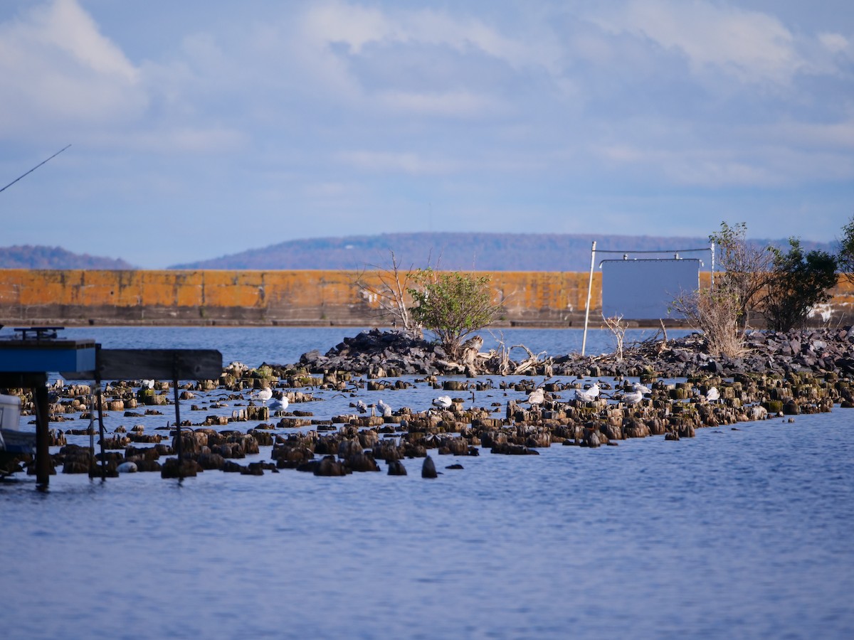 gull sp. - ML645079632