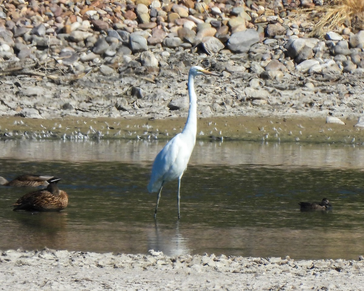 Great Egret - ML645079635