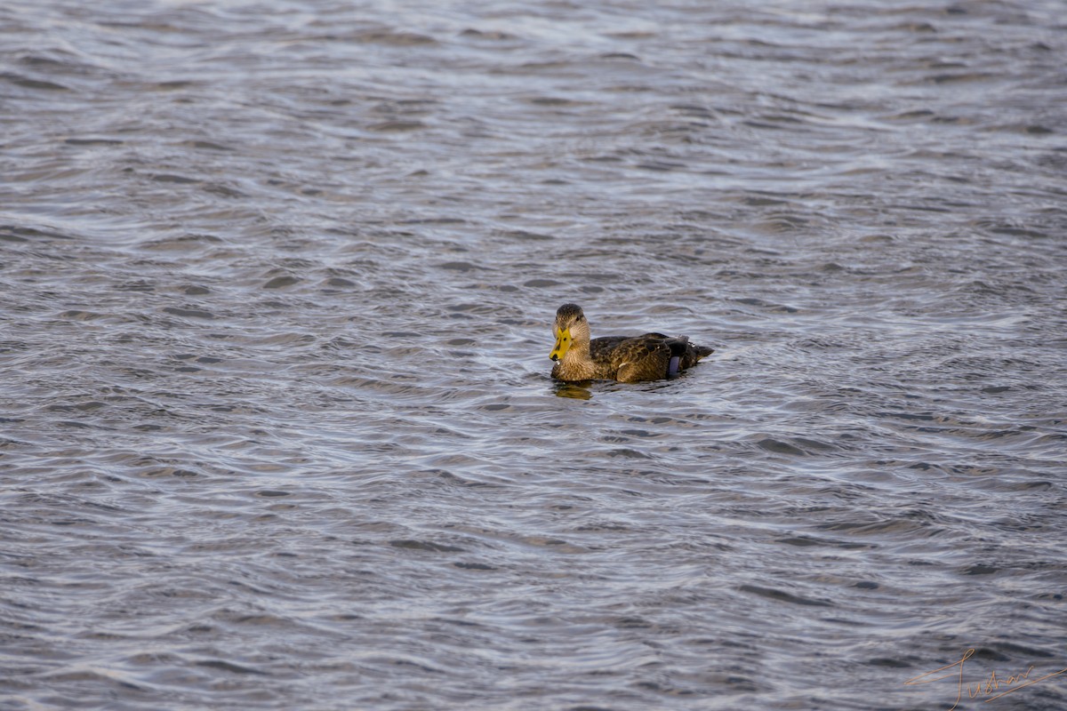 rødfotand - ML645079654