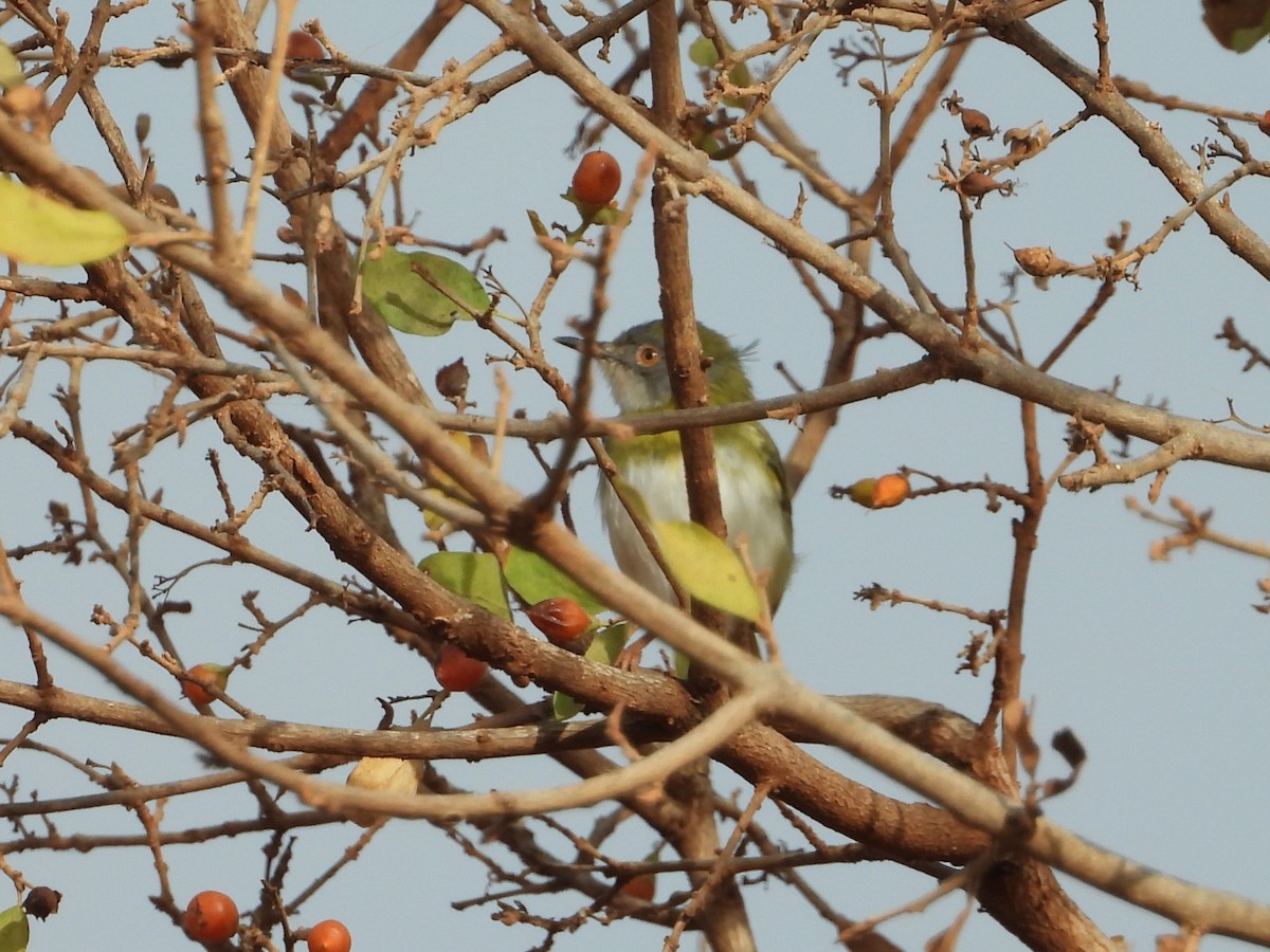 Yellow-breasted Apalis - ML645079656