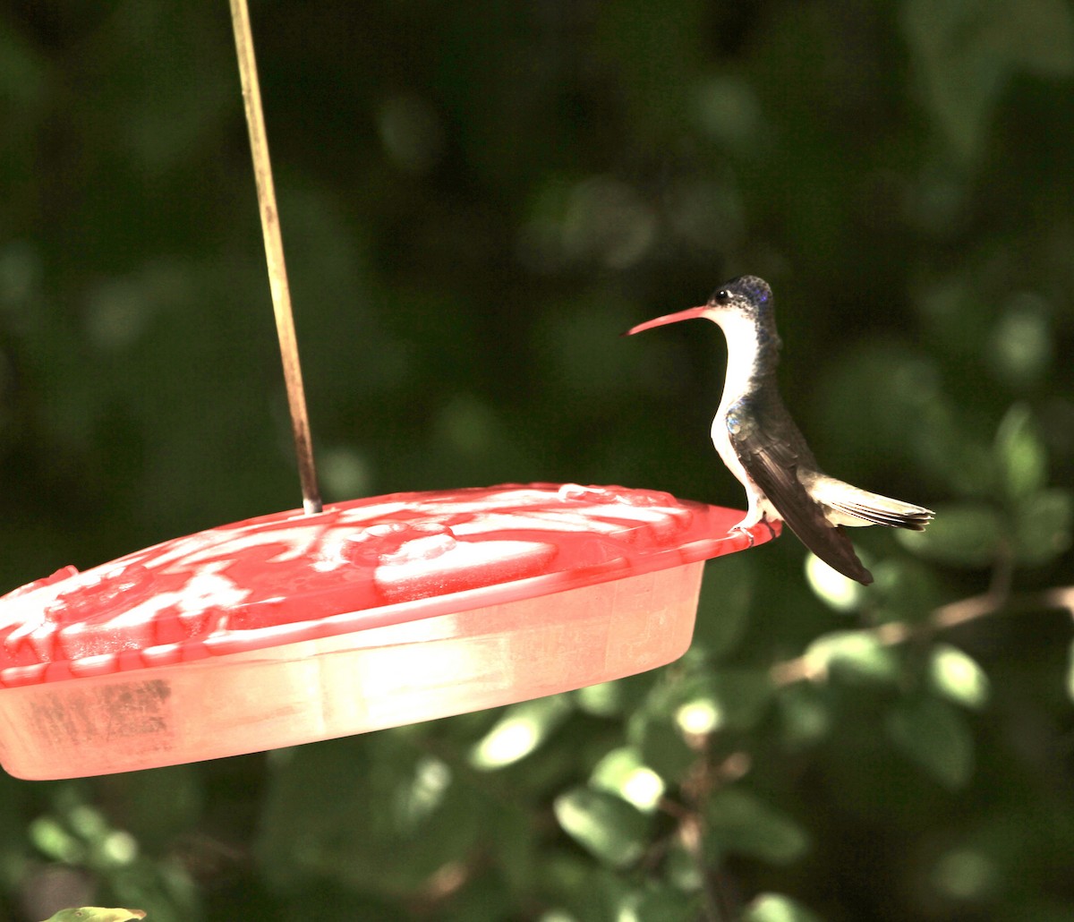 Violet-crowned Hummingbird - ML645079660