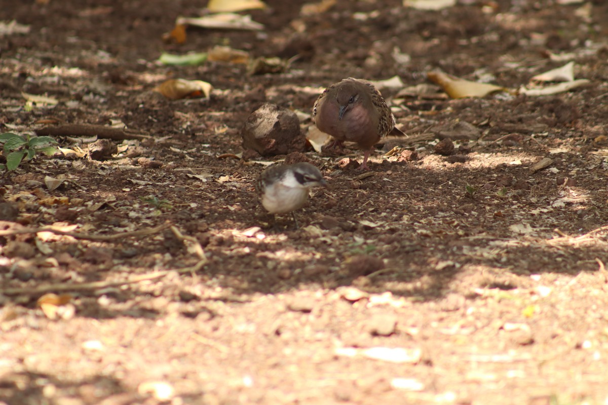 Galapagos Dove - ML645079665