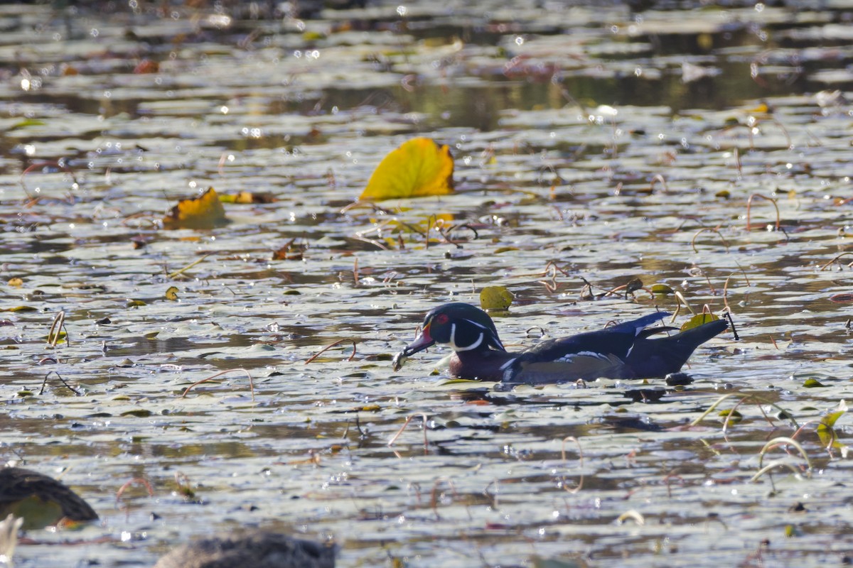 Wood Duck - ML645079683