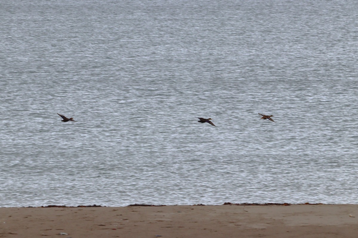 rødfotand - ML645079684