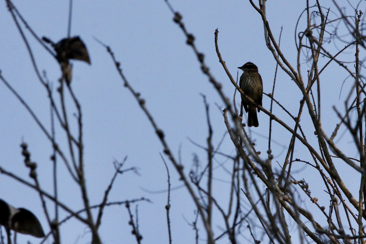 Piratic Flycatcher - ML645079685