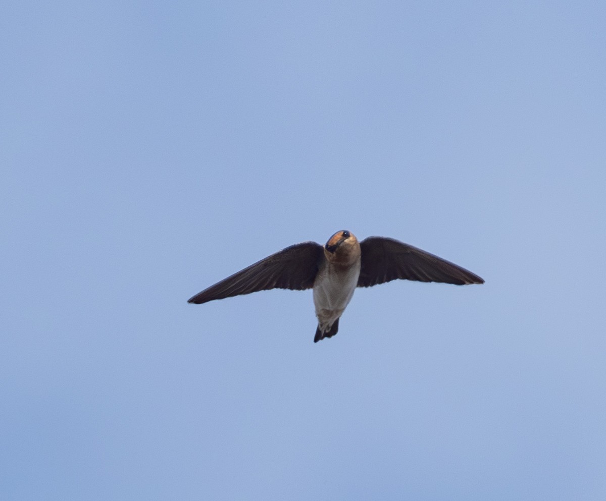 vlaštovka jeskynní - ML645079691