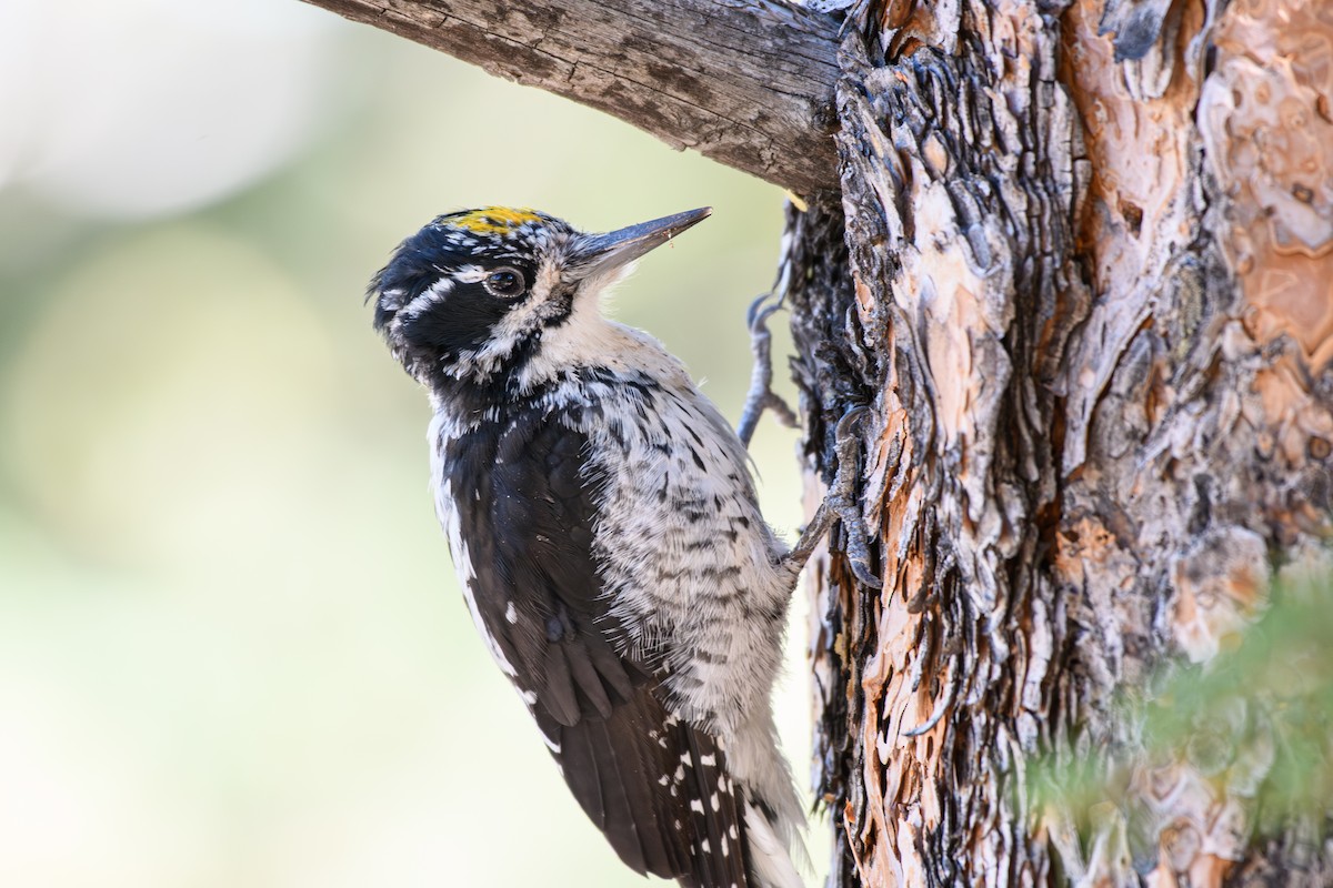 American Three-toed Woodpecker - ML645079692