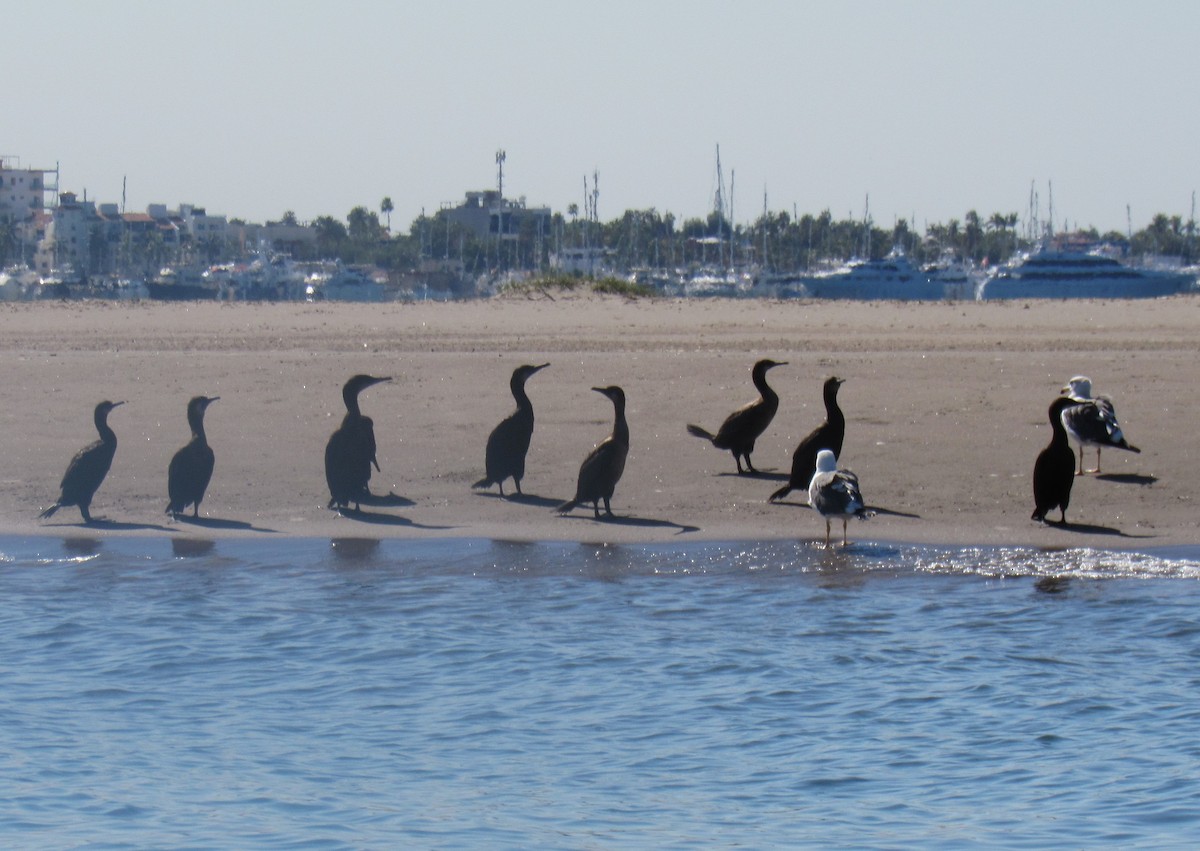 Brandt's Cormorant - ML645079698